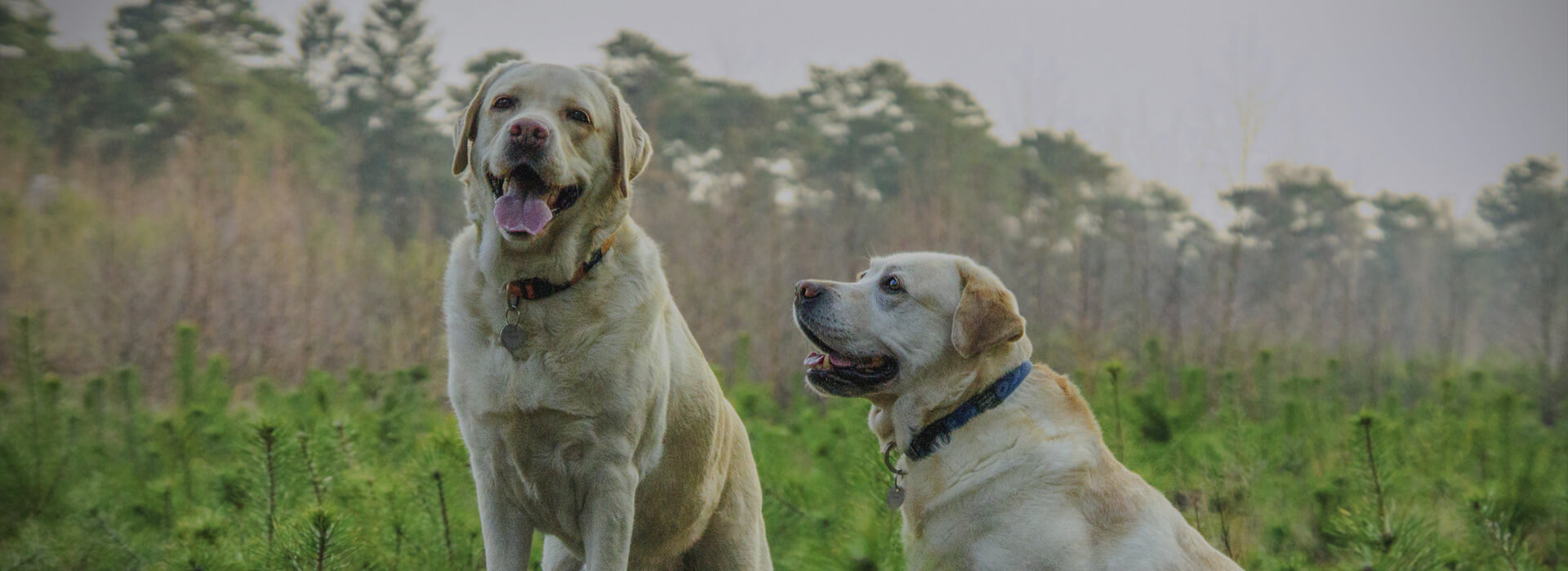 your dog deserves the best